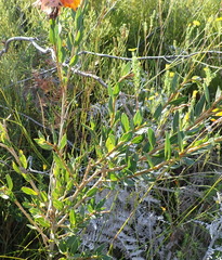 Liparia splendens comantha