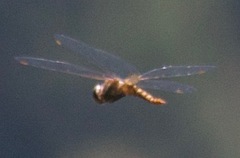 Pantala hymenaea