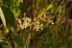 Encyclia granitica