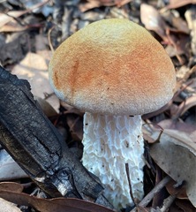 Austroboletus occidentalis