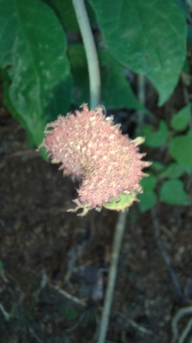 Dorstenia drakena (Dorstenia drakena)