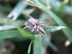 Habronattus texanus