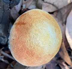 Austroboletus occidentalis