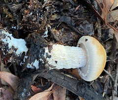 Austroboletus occidentalis