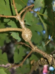 Andricus chrysolepidicola