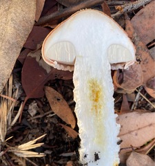 Austroboletus occidentalis