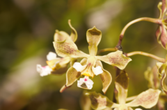 Encyclia granitica
