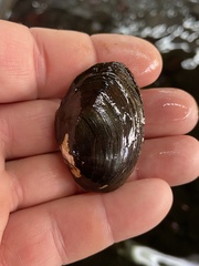 Pleurobema strodeanum