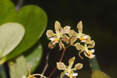 Encyclia granitica