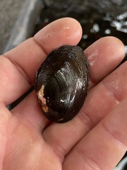 Pleurobema strodeanum