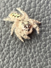 Phidippus otiosus