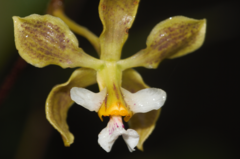 Encyclia granitica