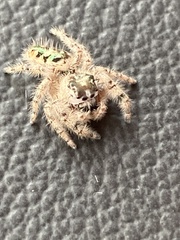 Phidippus otiosus