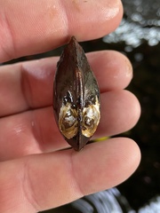 Pleurobema strodeanum