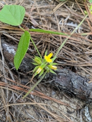 Rhynchosia difformis