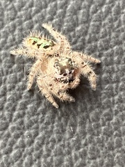 Phidippus otiosus
