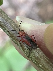 Coccobaphes frontifer