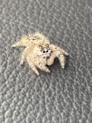 Phidippus otiosus