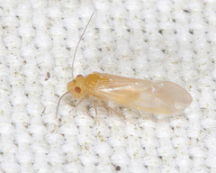 Valenzuela pinicola