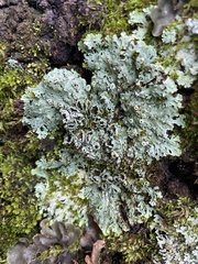 Heterodermia hypoleuca