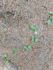 Rhynchosia difformis