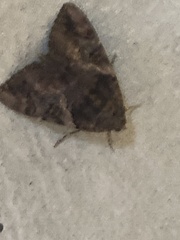 Catocala muliercula