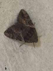 Catocala muliercula