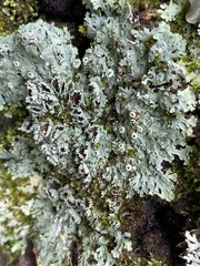 Heterodermia hypoleuca