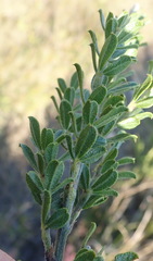 Psoralea spicata