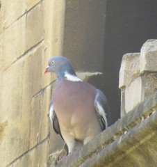 Columba palumbus
