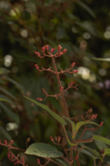 Ernestia granvillei