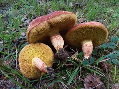 Xerocomus illudens