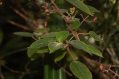 Ernestia granvillei