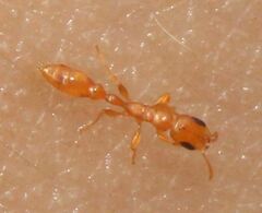 Pseudomyrmex seminole