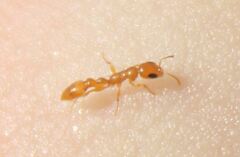 Pseudomyrmex seminole