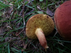 Xerocomus illudens