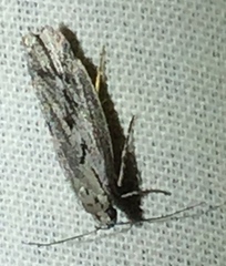 Ethmia discostrigella