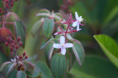 Ernestia granvillei