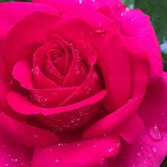 Rosa