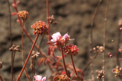 Ernestia confertiflora