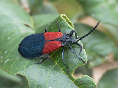Calochrominae