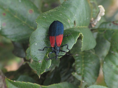 Calochrominae