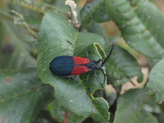 Calochrominae