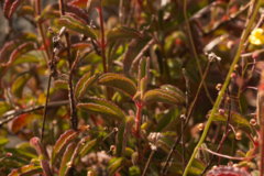 Ernestia confertiflora