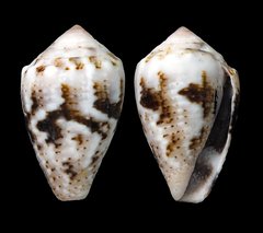 Conus coronatus
