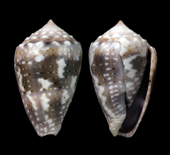 Conus coronatus