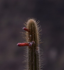 Cleistocactus pungens