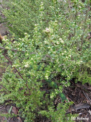 Baccharis vernalis