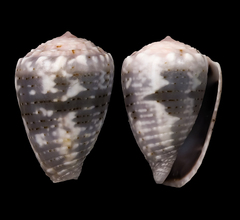Conus coronatus