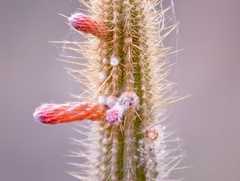 Cleistocactus pungens